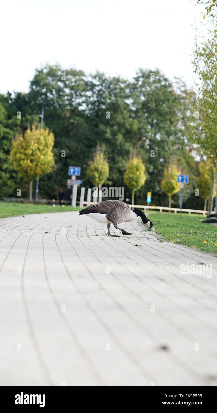 Enten an der University of Warwick Stockfoto