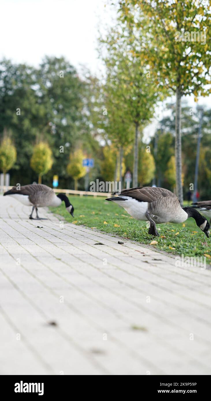 Enten an der University of Warwick Stockfoto