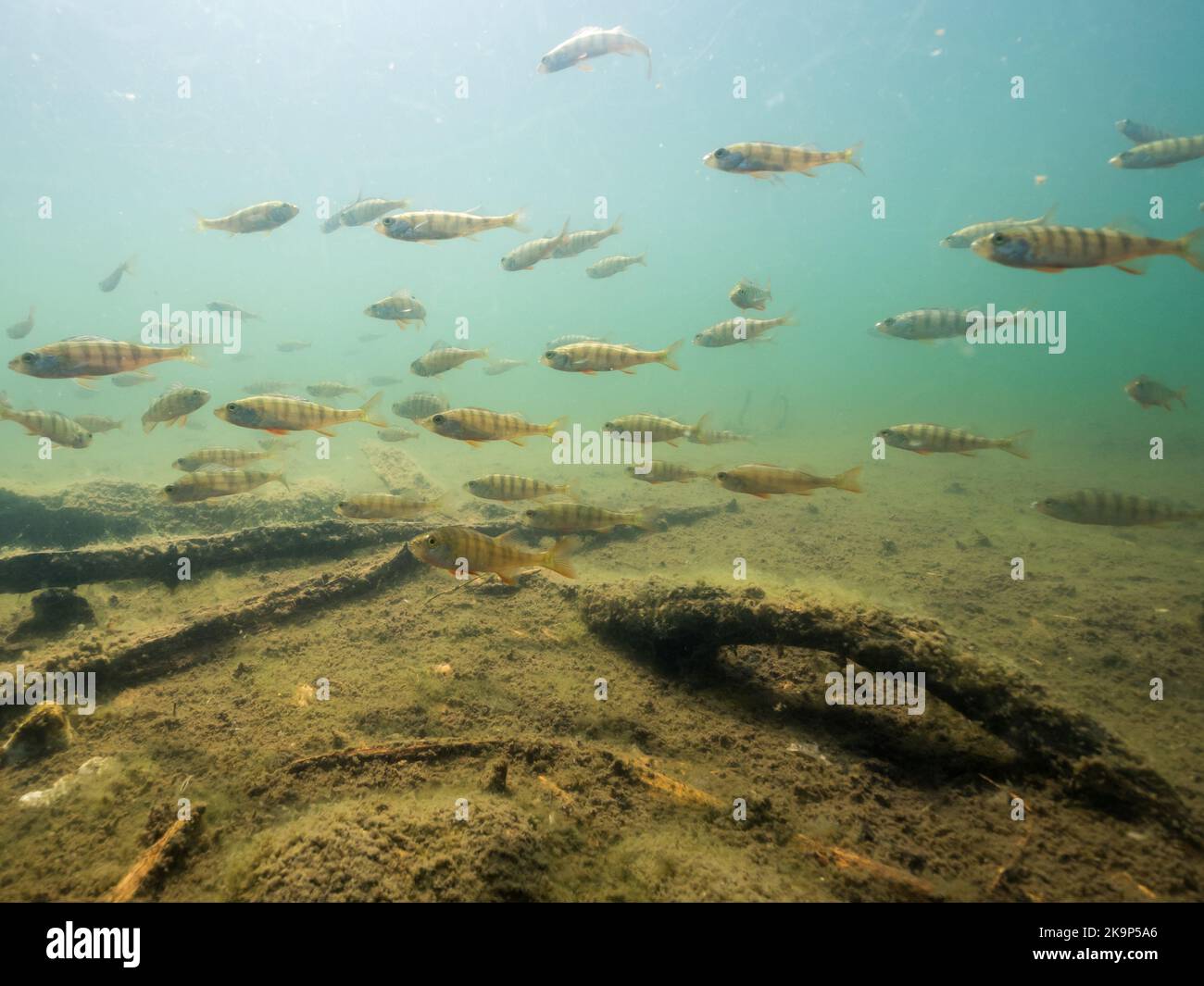 Schule von Barsch Schwimmen über schlammigen Seegrund Stockfoto