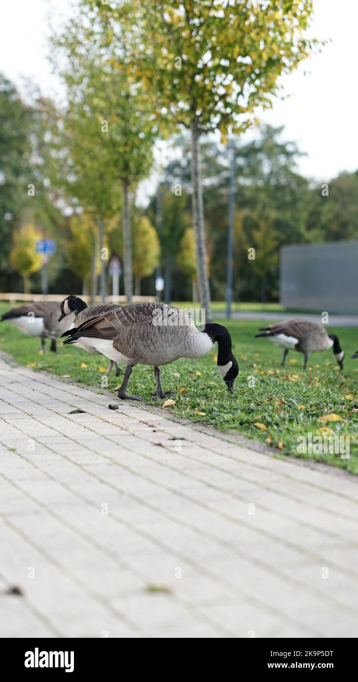 Enten an der University of Warwick Stockfoto