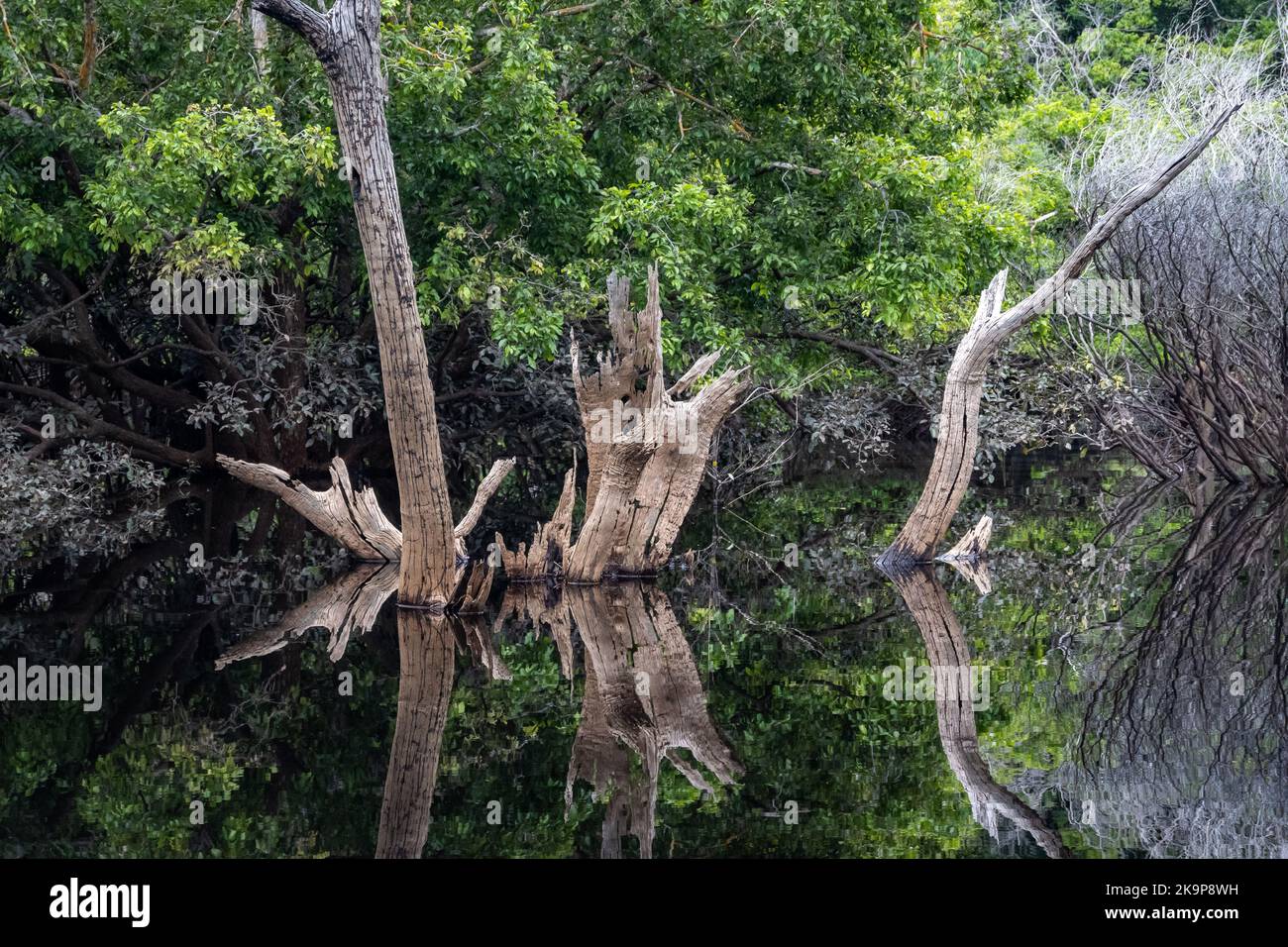 Im Fluss stehen tote Baumstämme. Amazonas, Brasilien Stockfoto