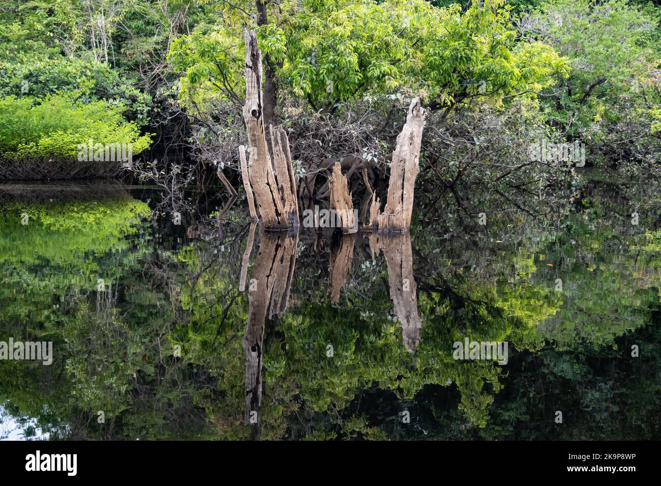 Im Fluss stehen tote Baumstämme. Amazonas, Brasilien Stockfoto