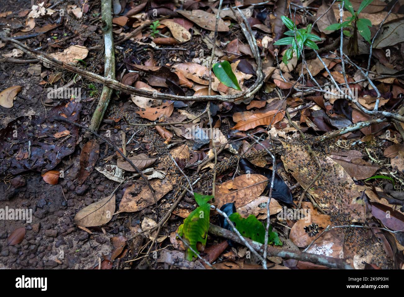 Die Termiten marschieren auf den Blattschlitteln des Amazonaswaldes. Manaus, Amazonas, Brasilien Stockfoto