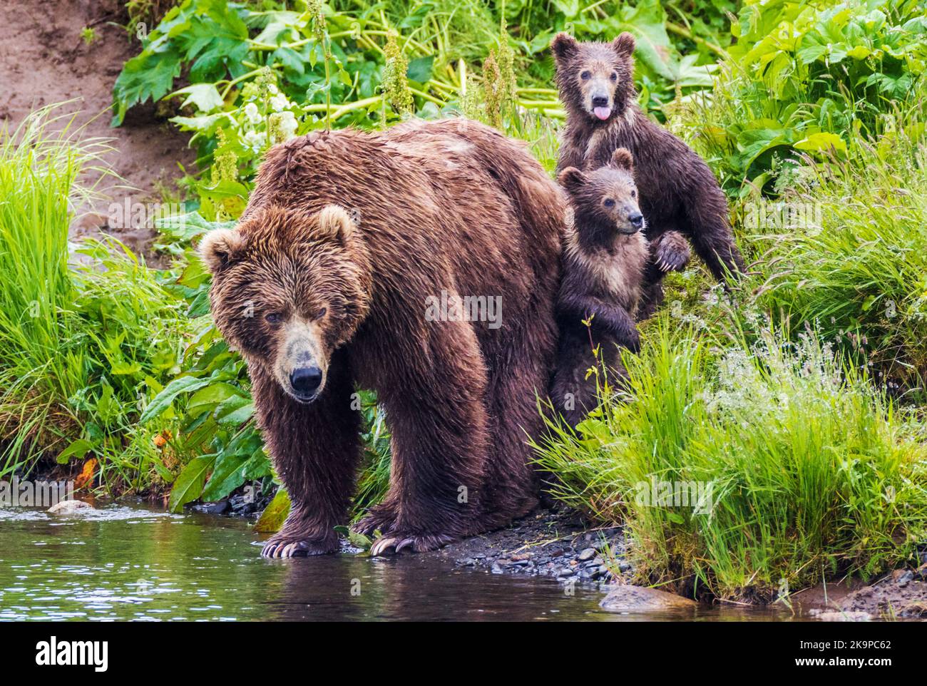 Weibchen (Sow) Braunbär (Ursus arctos mitdendorffi), mit Jungen; Frazer Lake; Kodiak Island National Wildlife Refuge; Kodiak Island; Alaska Stockfoto