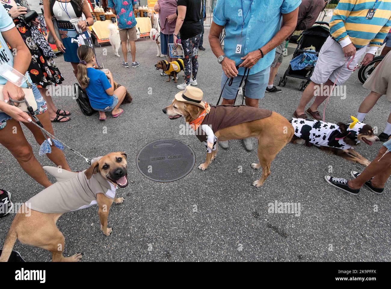 In den USA. 29. Oktober 2022. Der DOG-A-WEEN Kostümwettbewerb beim jährlichen Sarasota Farmers Market Halloween Festival.(Bildquelle: © Brian Cahn/ZUMA Press Wire) Bildquelle: ZUMA Press, Inc./Alamy Live News Stockfoto