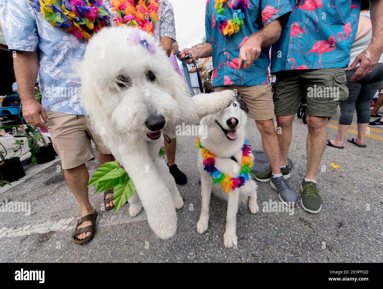 In den USA. 29. Oktober 2022. Der DOG-A-WEEN Kostümwettbewerb beim jährlichen Sarasota Farmers Market Halloween Festival.(Bildquelle: © Brian Cahn/ZUMA Press Wire) Bildquelle: ZUMA Press, Inc./Alamy Live News Stockfoto