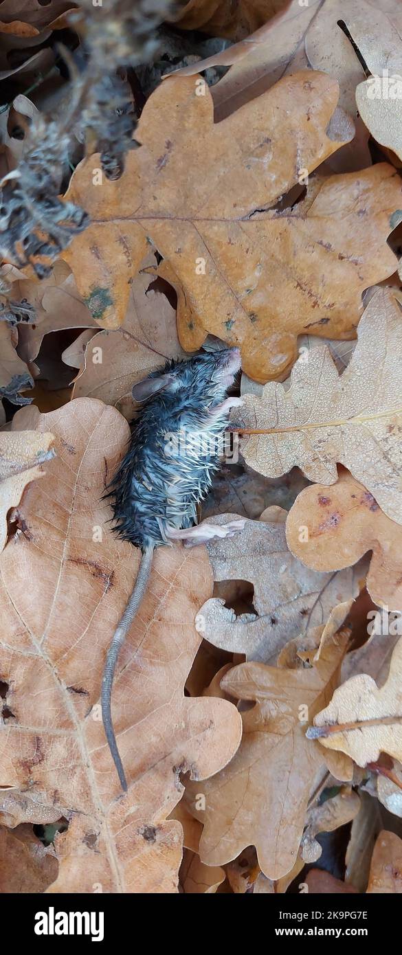 Tote graue Maus liegt auf Blättern auf dem Boden. Hochwertige Fotos Stockfoto