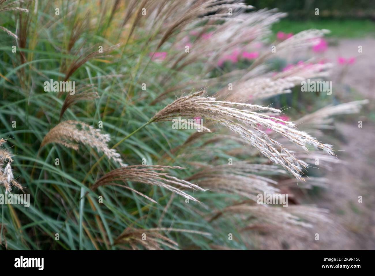 Ziergras mit dem Namen Miscanthus Sinesis Gnome, fotografiert im Herbst