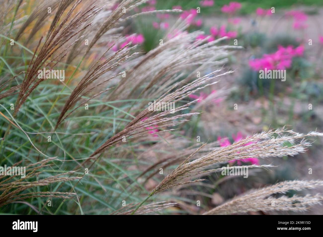 Miscanthus sinesis Fotos und Bildmaterial in hoher Auflösung Alamy