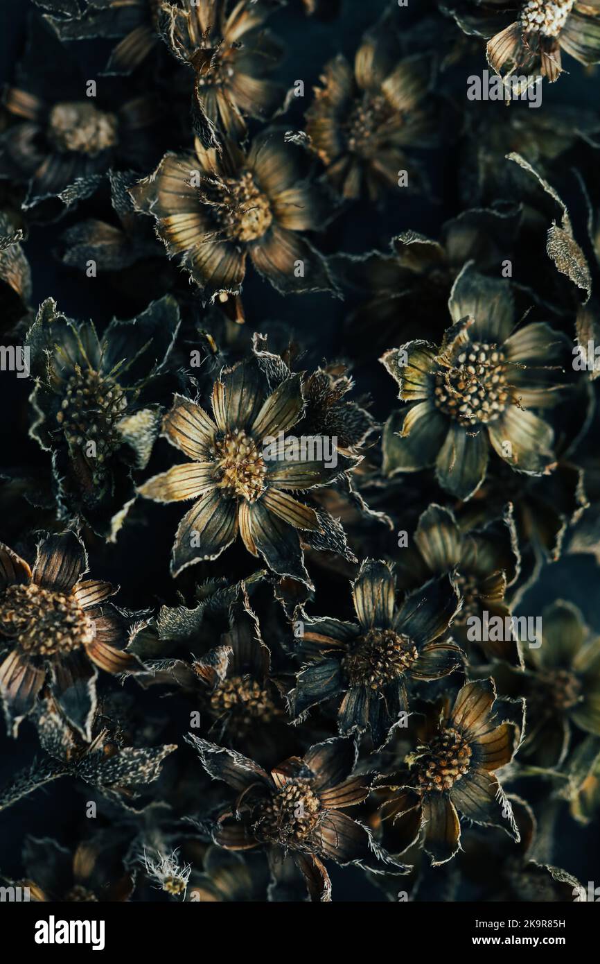 Schöne schwarze und braune Farbe trockene Blumen nahtlose abstrakte Muster Textur Design natürlichen Hintergrund Draufsicht. Fotos im Retro-Stil. Stockfoto