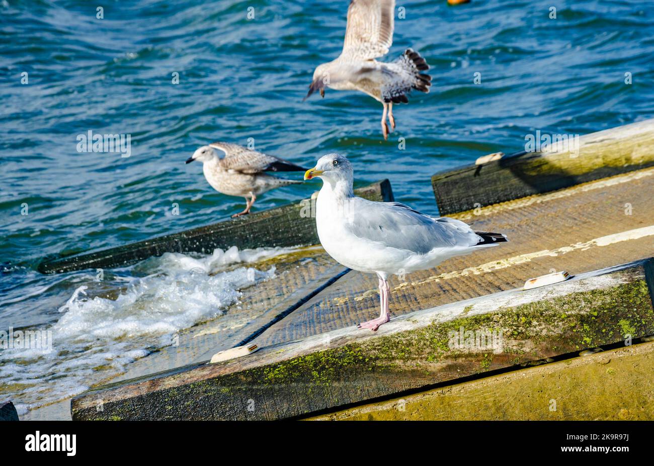 Seagull thronte am Ende eines Slipway in Mudeford in Dorset, Großbritannien Stockfoto