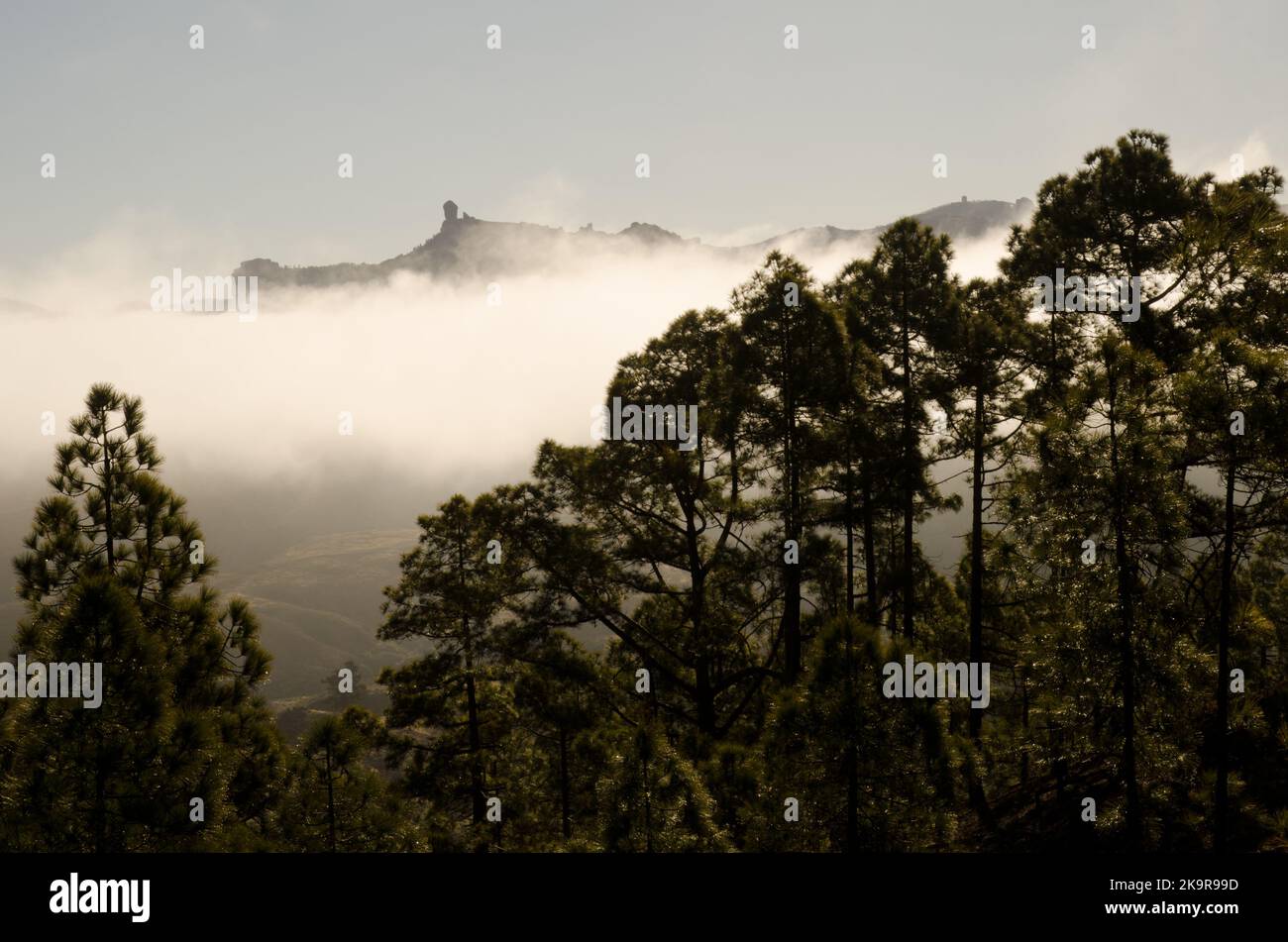 Wald der Kanarischen Insel Pinien Pinus canariensis, Roque Nublo und Las Nieves Gipfel. Inagua und der Nublo Rural Park. Gran Canaria. Kanarische Inseln. Spanien. Stockfoto