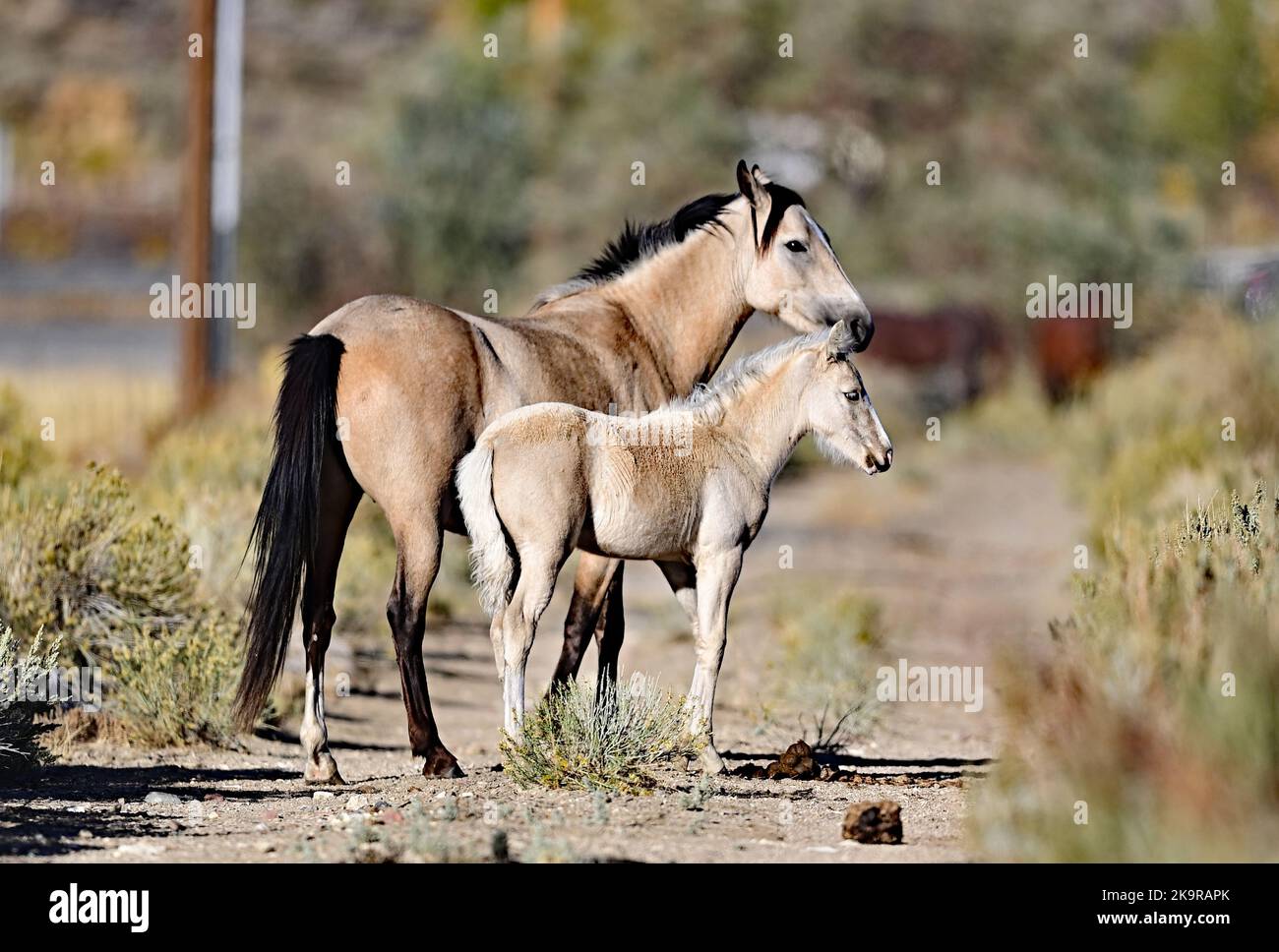 Wunderschöne Stute mit ihrem Fohlen - Washoe Lake, Nevada Stockfoto