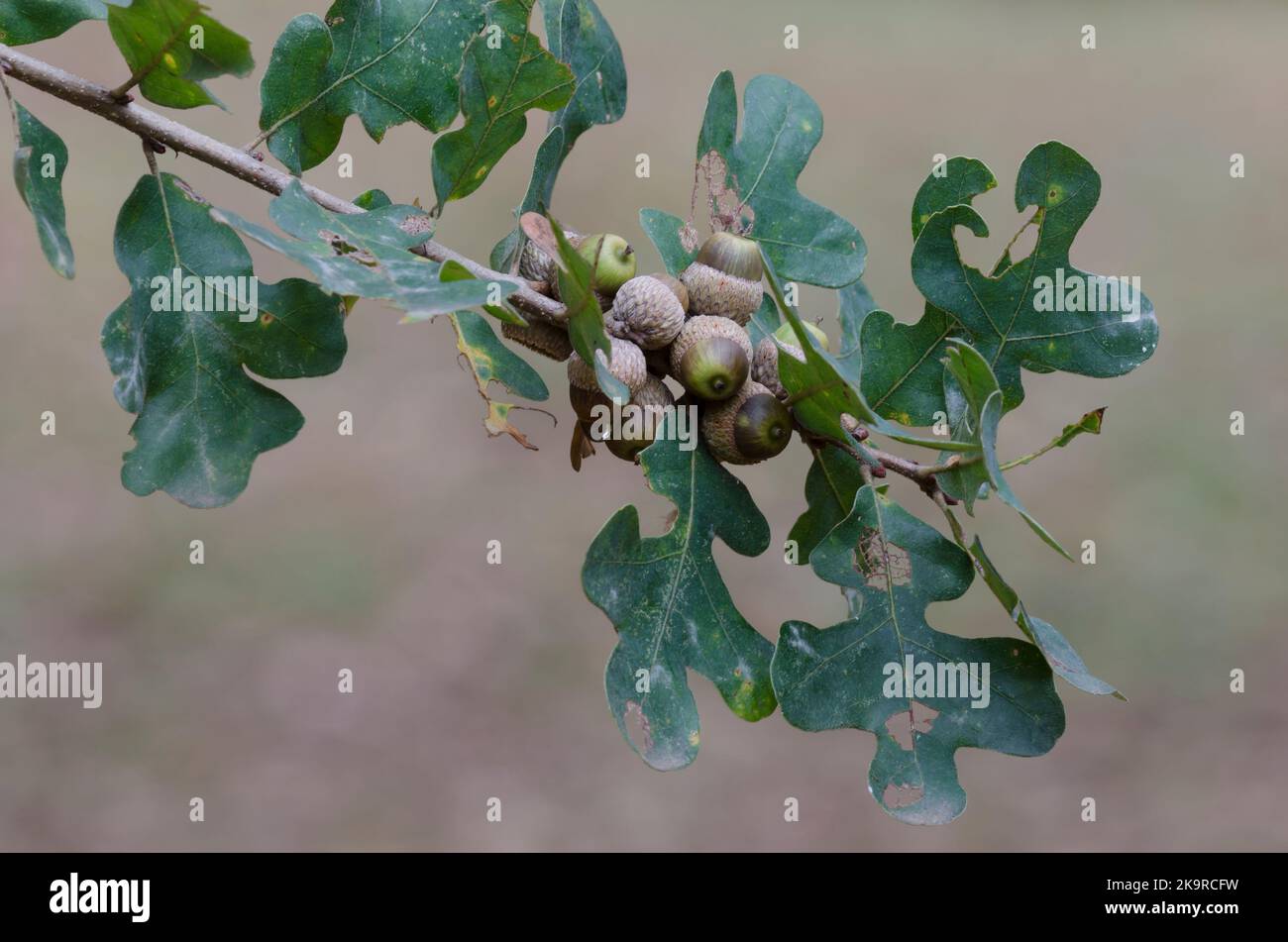 Pfosten Eiche, Quercus stellata, Blätter und Eicheln im Herbst Stockfoto