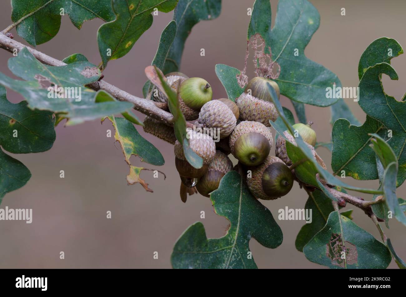 Pfosten Eiche, Quercus stellata, Blätter und Eicheln im Herbst Stockfoto
