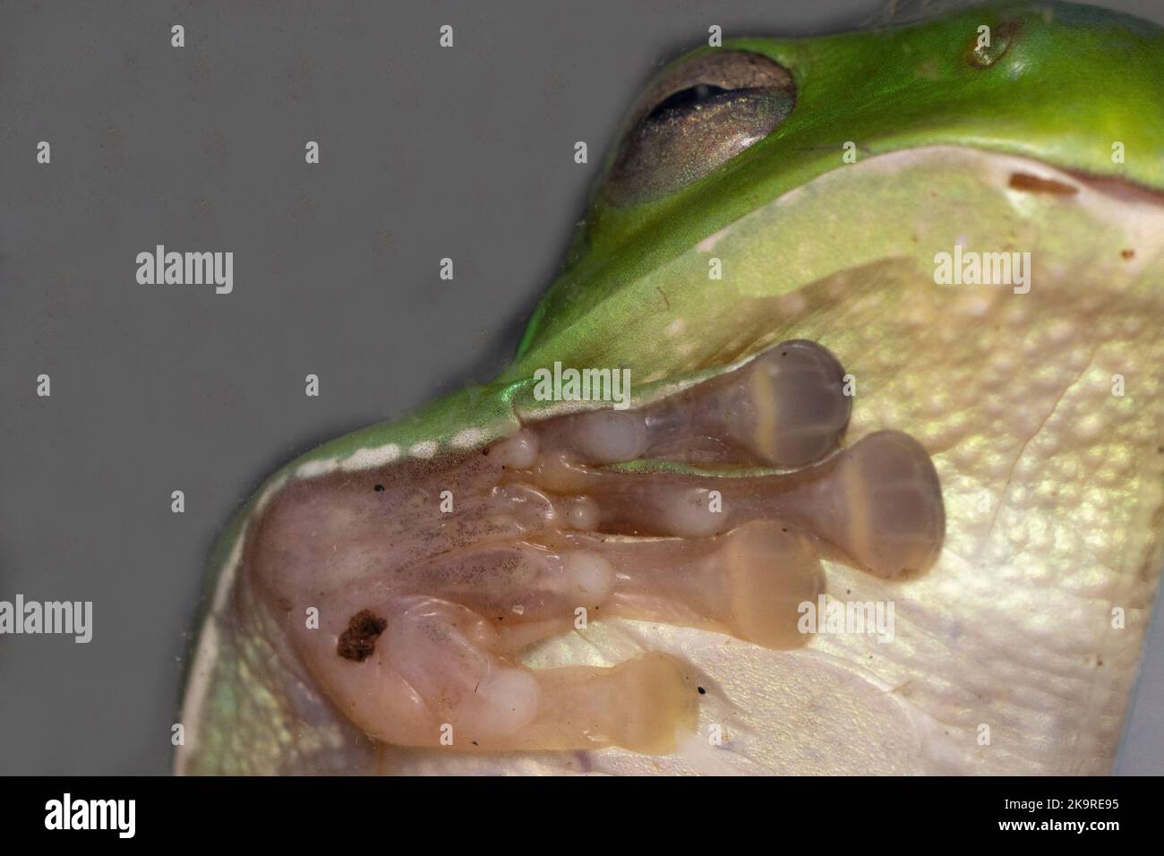 Nahaufnahme eines Fuß- und Zehenpads eines grünen Baumfrosches Stockfoto