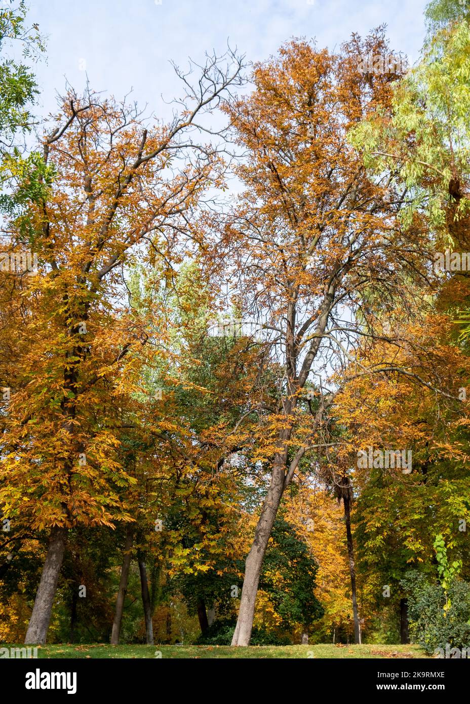 Automatische Szene. Bäume mit grünen und orangefarbenen Blättern in einem Stadtpark Stockfoto