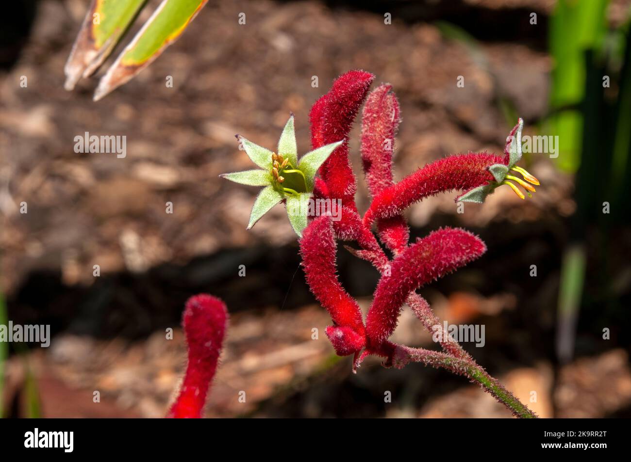 Sydney Australien, offene Blüten einer roten einheimischen Kängurupfote Pflanze Stockfoto