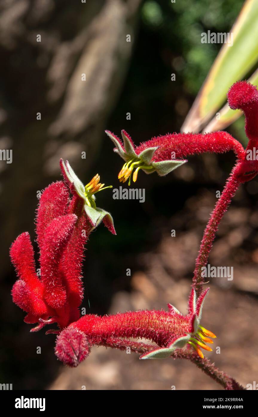 Sydney Australien, offene Blüten einer roten einheimischen Kängurupfote Pflanze Stockfoto