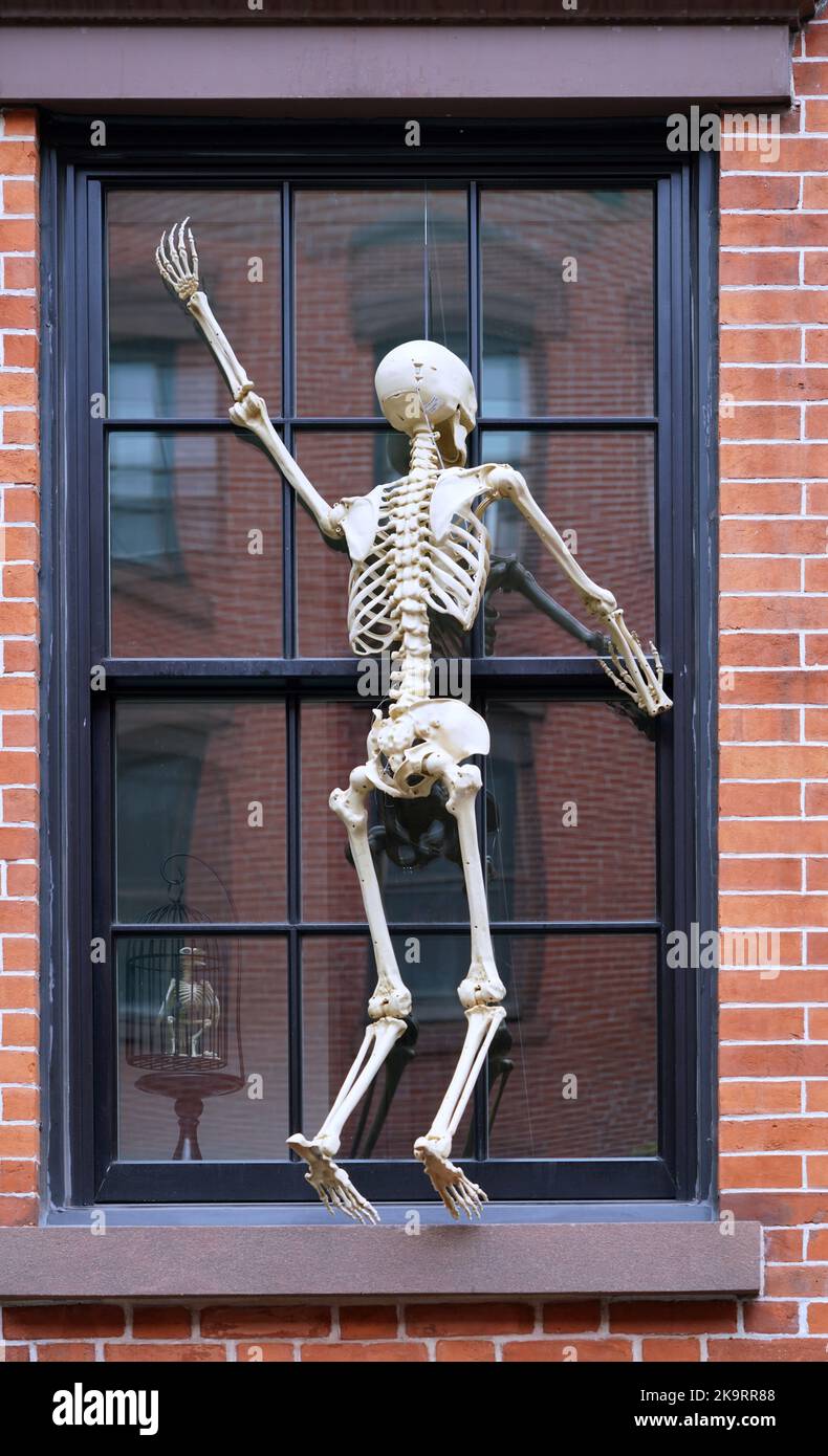 Halloween Dekoration, Skelett klettert bis zum Fenster Stockfoto