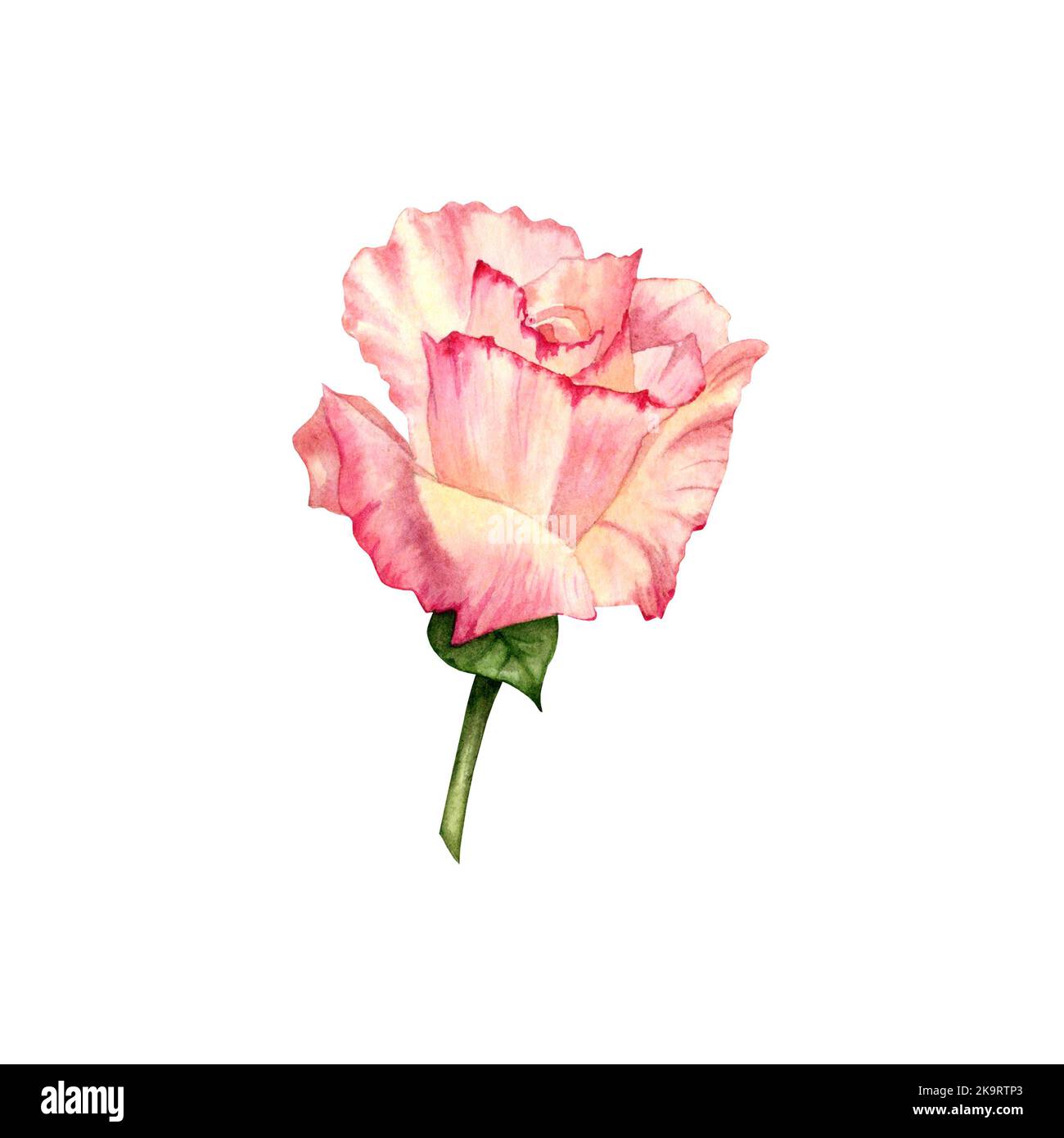 Aquarell Rose florale Illustration. Handgezeichnete pfirsichfarbene Blume mit grünen Blättern. Für Karten, Geschenke, Verpackungen, Kränze, Hochzeitseinladungen Stockfoto