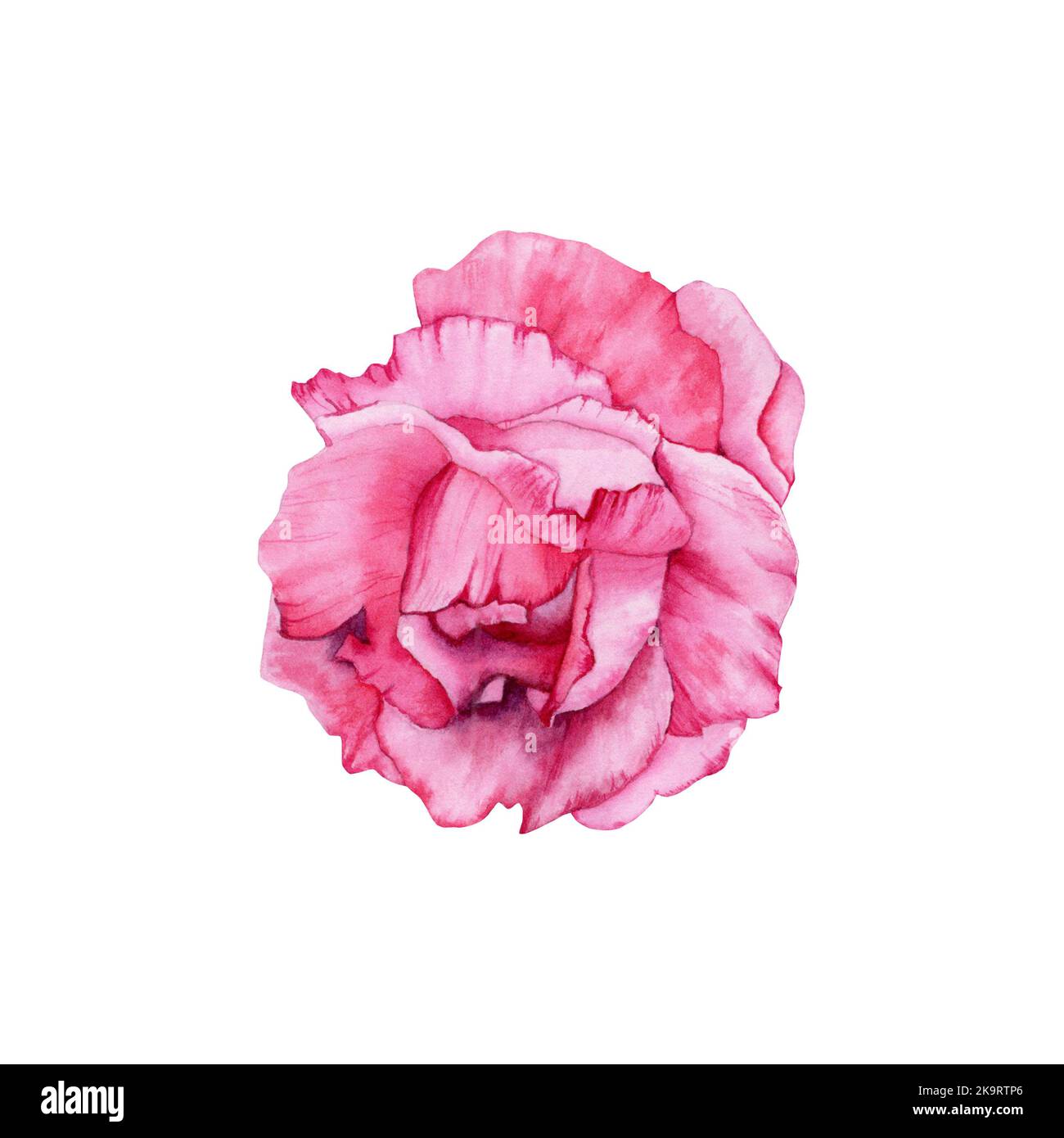 Aquarell Rose florale Illustration. Handgezeichnete rosa blühende Blume. Für Karten, Geschenke, Blumensträuße, Kränze, Arrangements, Hochzeitseinladungen Stockfoto
