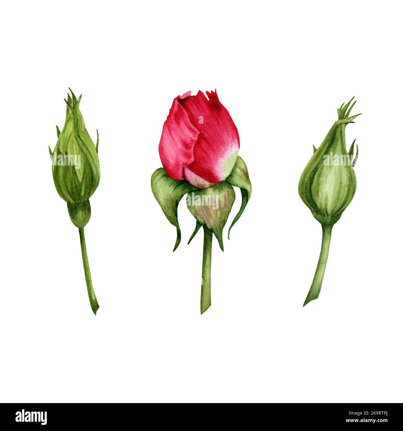 Aquarell Rose Knospen Illustration. Handgezeichnete Blütenelemente mit grünen Stielen. Für Grußkarten, Geschenke, Verpackungen, Kränze, Hochzeitseinladungen Stockfoto