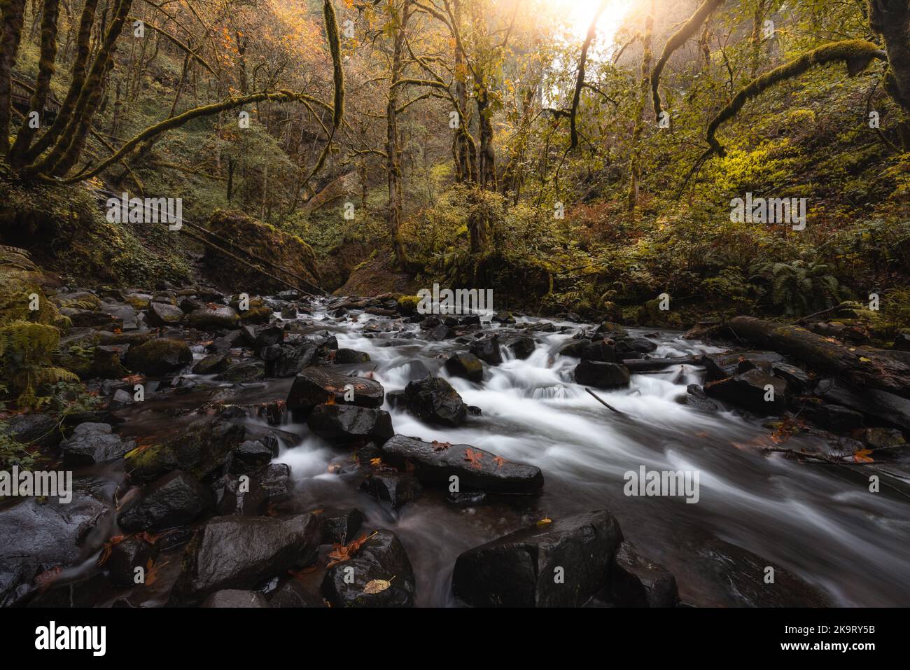 Creek fließt durch die bezaubernde, üppige Waldlandschaft im Herbst in der Columbia River Gorge, Oregon Stockfoto