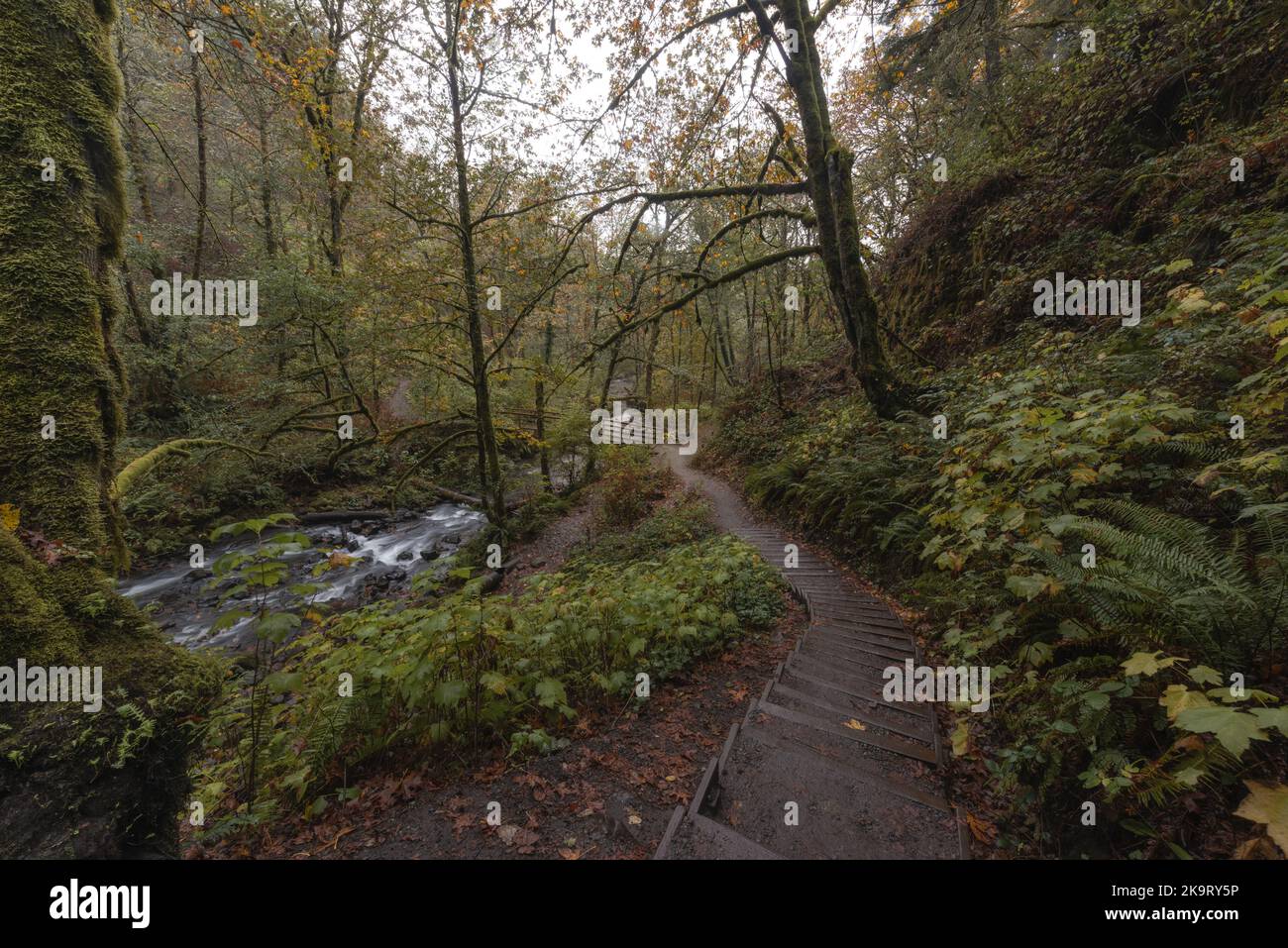 Wanderweg durch üppigen Wald bei Bridal Veil Falls, Columbia River Gorge, Oregon Stockfoto