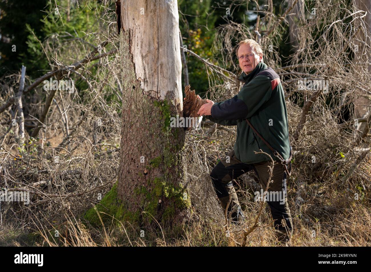 PRODUKTION - 24. Oktober 2022, Rheinland-Pfalz, Börfink: Harald Egidi, Leiter des Nationalparks Hunsrück-Hochwald, entfernt einen Teil der verbliebenen Rinde aus einer Fichte, die von Rindenkäfern zerstört wurde. (To dpa: 'Der Nationalpark Hunsrück-Hochwald wird schneller wild') Foto: Harald Tittel/dpa Stockfoto