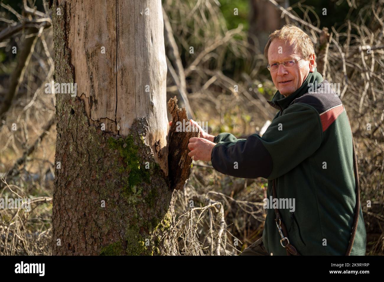 PRODUKTION - 24. Oktober 2022, Rheinland-Pfalz, Börfink: Harald Egidi, Leiter des Nationalparks Hunsrück-Hochwald, entfernt einen Teil der verbliebenen Rinde aus einer Fichte, die von Rindenkäfern zerstört wurde. (To dpa: 'Der Nationalpark Hunsrück-Hochwald wird schneller wild') Foto: Harald Tittel/dpa Stockfoto