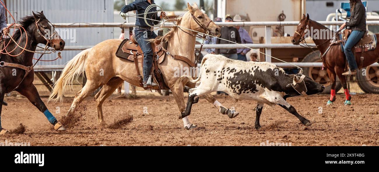 Cowboys auf dem Pferderücken ziehen bei einem australischen Country-Rodeo ein Kalb um den Kopf und die Knöchel. Stockfoto