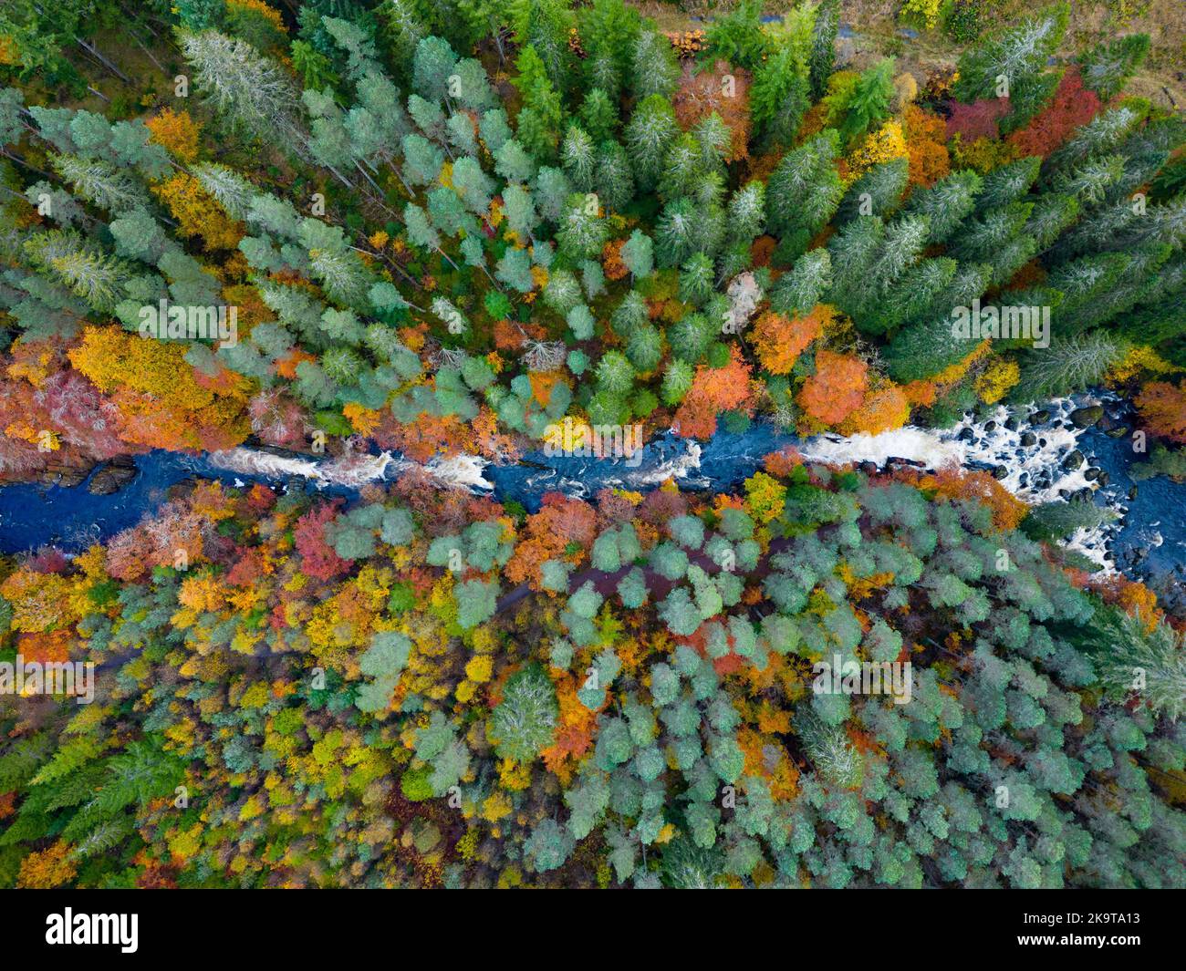 Blick auf die spektakulären Herbstfarben im Wald am Fluss Braan bei den Falls of Braan im Hermitage, Dunkeld, Schottland Stockfoto