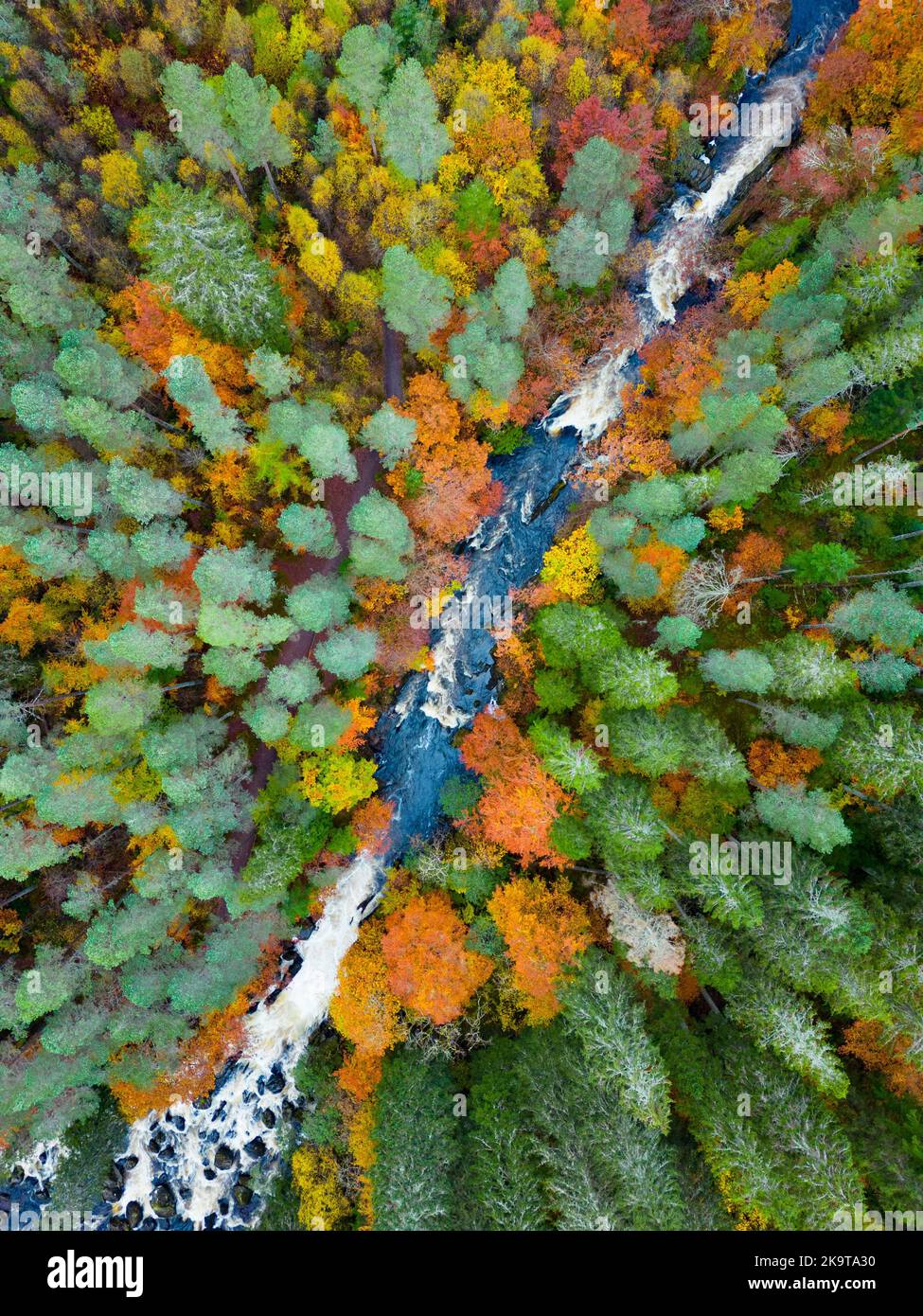 Blick auf die spektakulären Herbstfarben im Wald am Fluss Braan bei den Falls of Braan im Hermitage, Dunkeld, Schottland Stockfoto
