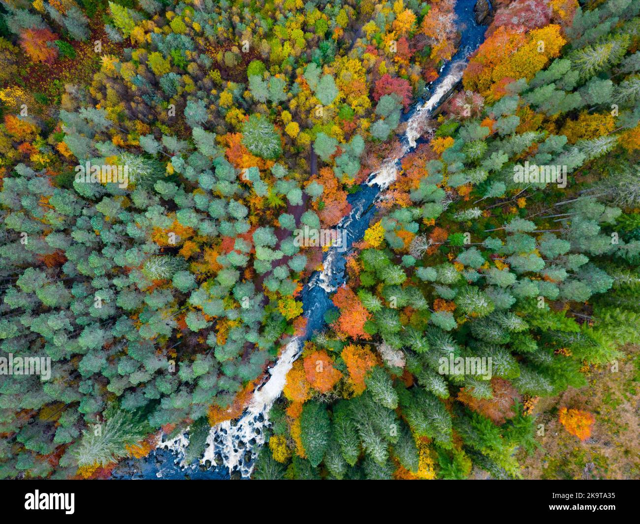 Blick auf die spektakulären Herbstfarben im Wald am Fluss Braan bei den Falls of Braan im Hermitage, Dunkeld, Schottland Stockfoto