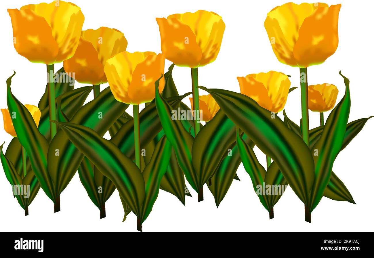 Gelbe Tulpenblüten auf weißem Hintergrund Stock Vektor