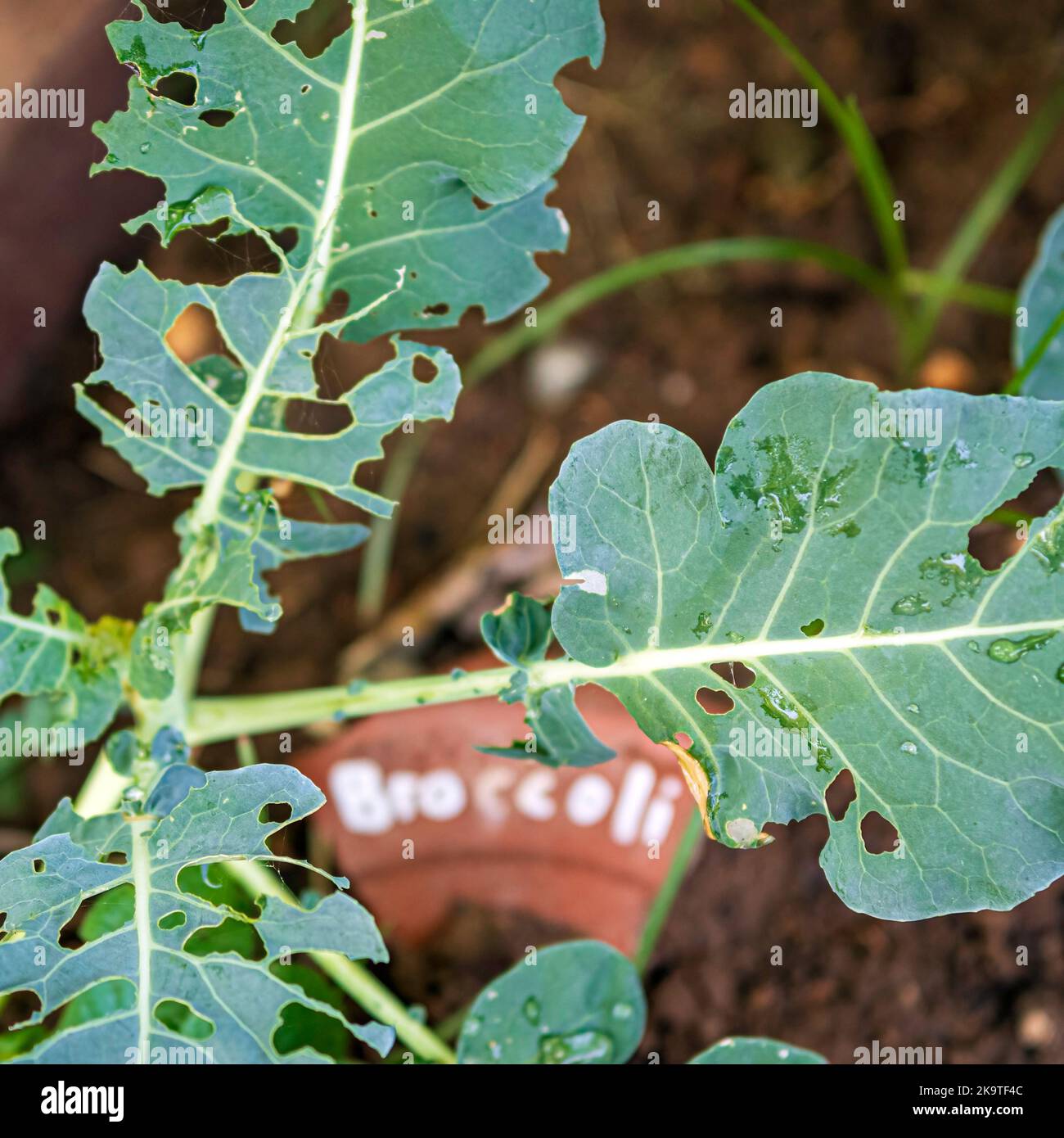 Insektenschäden an einer Brokkoli-Pflanze (Brassica oleracea var. italica) mit großen Teilen der Blätter, die schnell verzehrt werden. Stockfoto