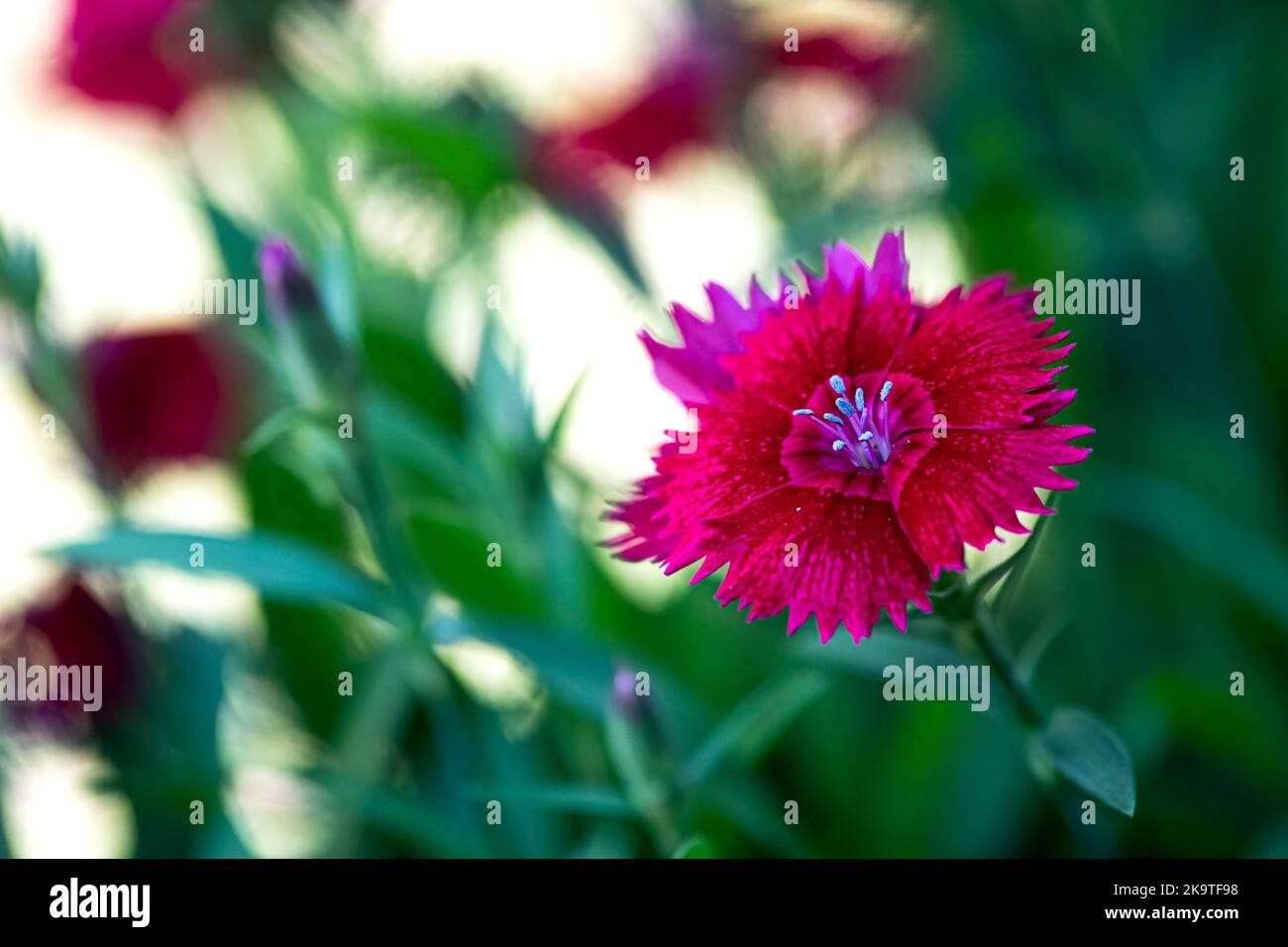 Gewöhnliche rosa (Dianthus plumarius) Blume im flachen Fokus mit unfokussigem Hintergrund und negativem Raum. Stockfoto