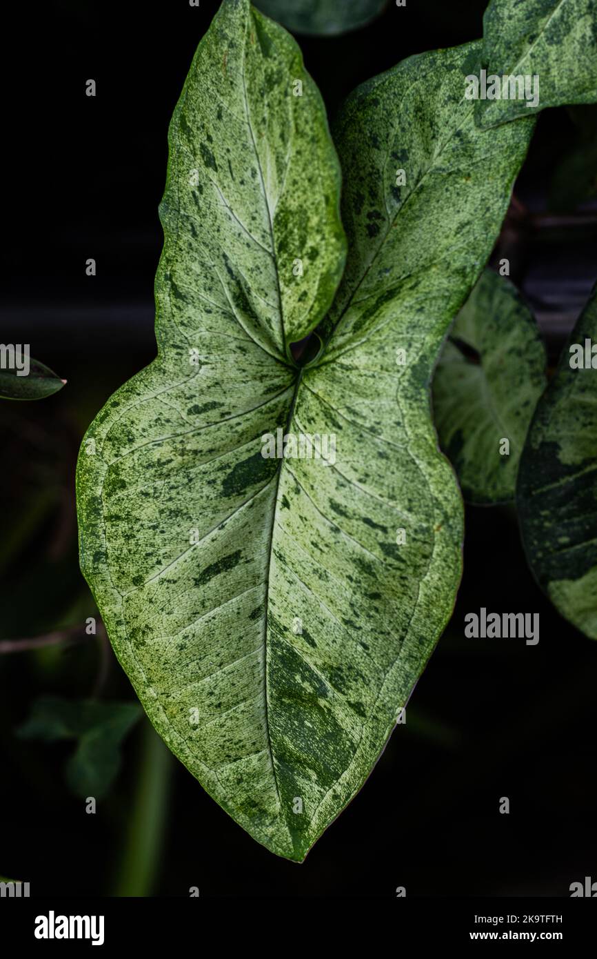 Nahaufnahme des verschiedenartigen Pfeilspitzen-Sygonium-Blattes im dunklen Schatten Stockfoto