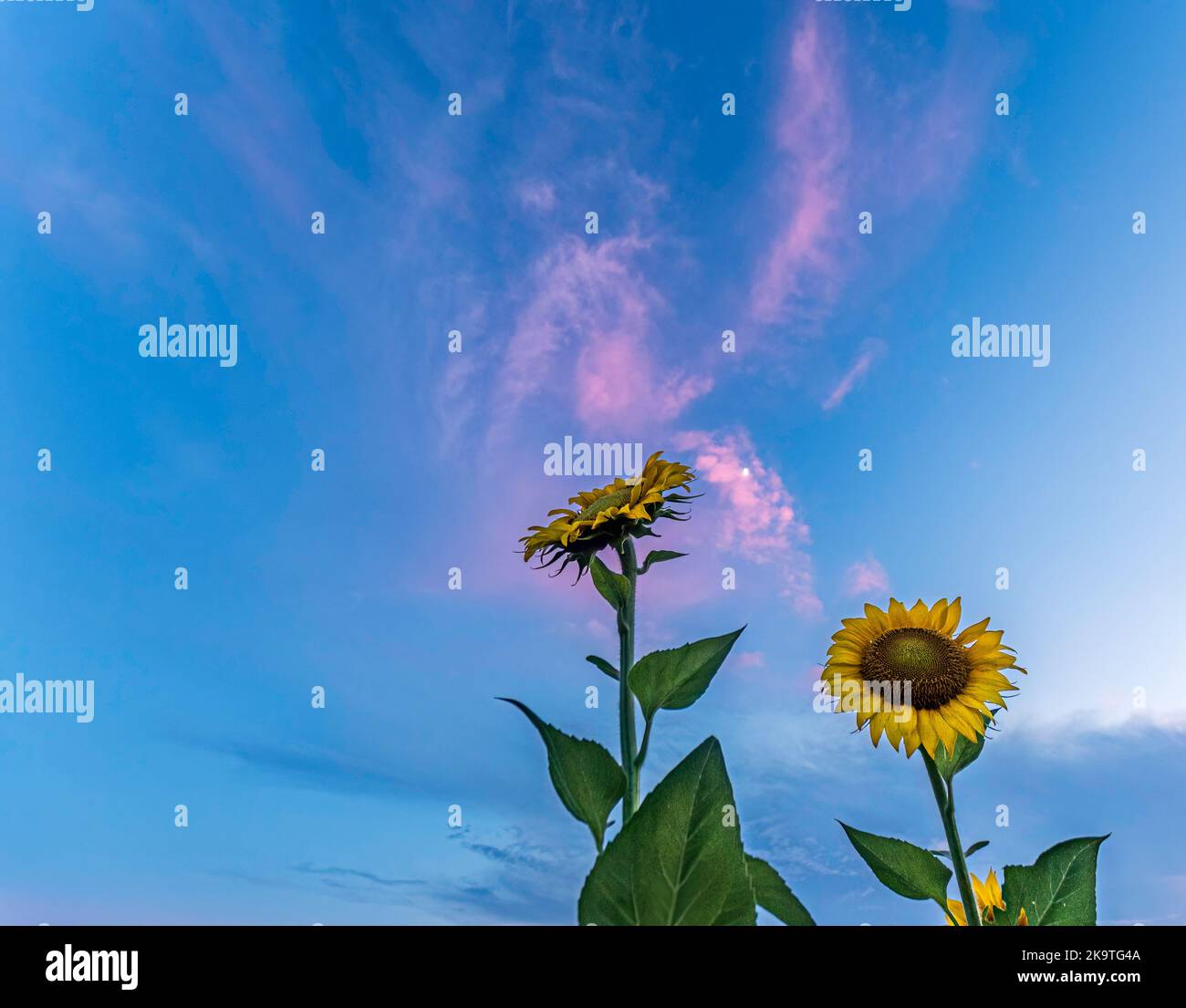 Low-Angle-Ansicht von zwei Sonnenblumen (Helianthus annuus) mit bunten rosa Wolken vor einem blauen Himmel Hintergrund mit negativem Raum. Stockfoto