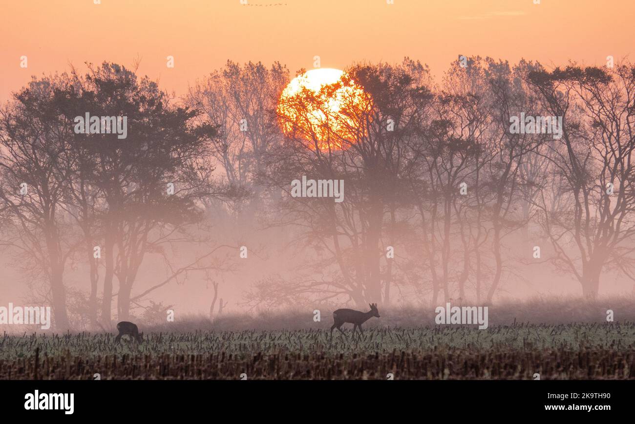 Pahlen, Deutschland. 30. Oktober 2022. Hirsche stehen bei Sonnenaufgang in einem geernteten Maisfeld und essen. Am Ende der Sommerzeit in Deutschland wurden die Uhren in der Nacht von Samstag auf Sonntag von 3 Uhr auf 2 Uhr zurückgestellt. Quelle: Christian Charisius/dpa/Alamy Live News Stockfoto