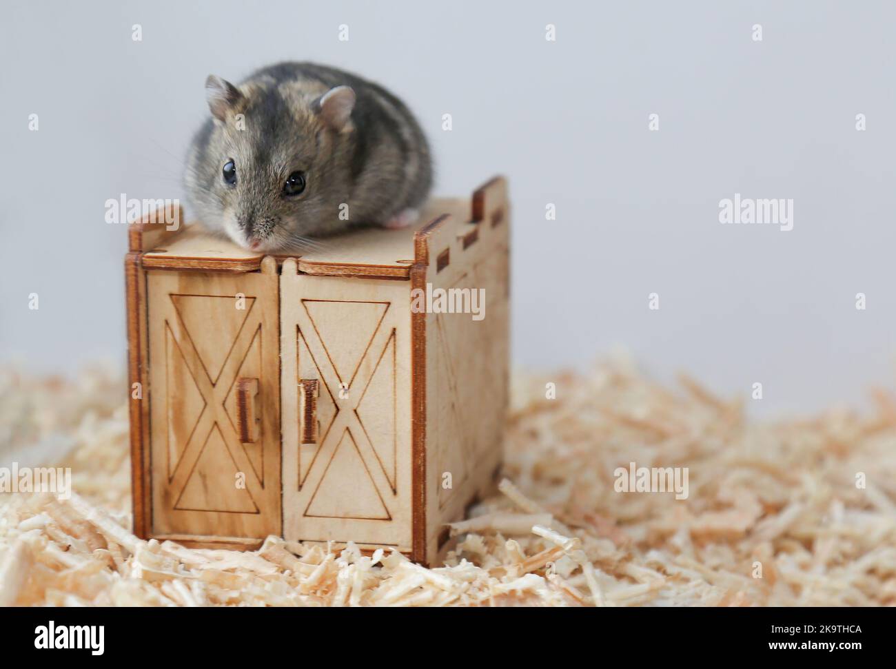 Ein grauer Hamster sitzt auf einem Holzhaus. Das Leben eines Haustieres. Stockfoto