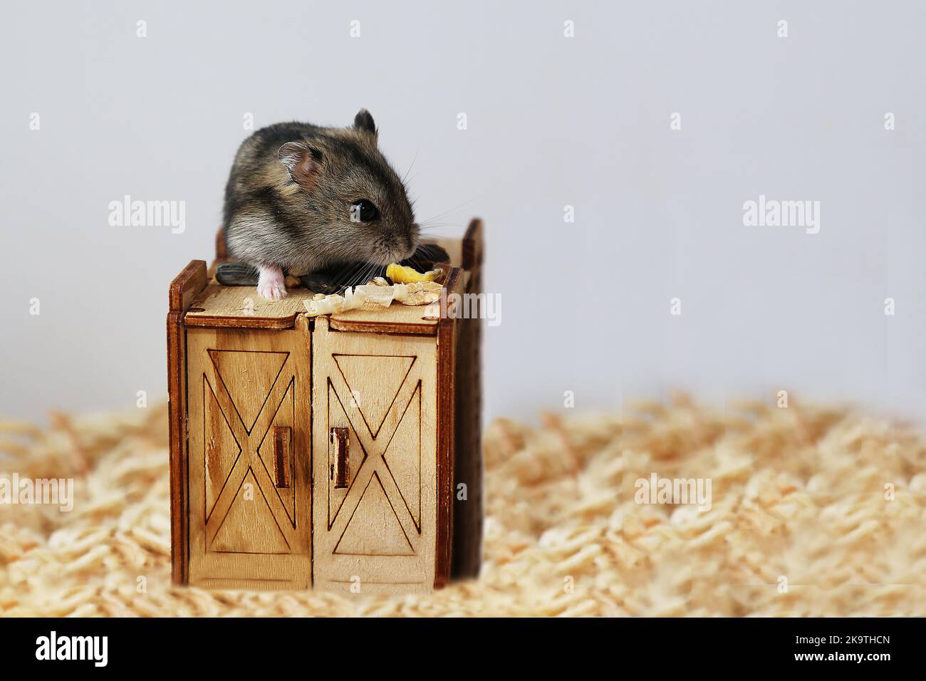 Ein grauer Hamster sitzt auf einem Holzhaus. Ein kleiner Hamster nagt an der Nahrung. Das Leben eines Haustieres. Das Nagetier isst. Stockfoto