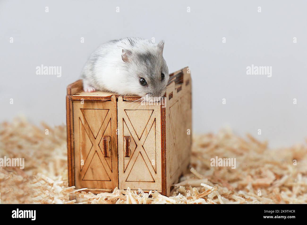 Ein weißer Hamster sitzt auf dem Dach eines Holzhauses. Ein kleiner Hamster auf dem Haus. Maus, Nagetier. Nahaufnahme. Stockfoto