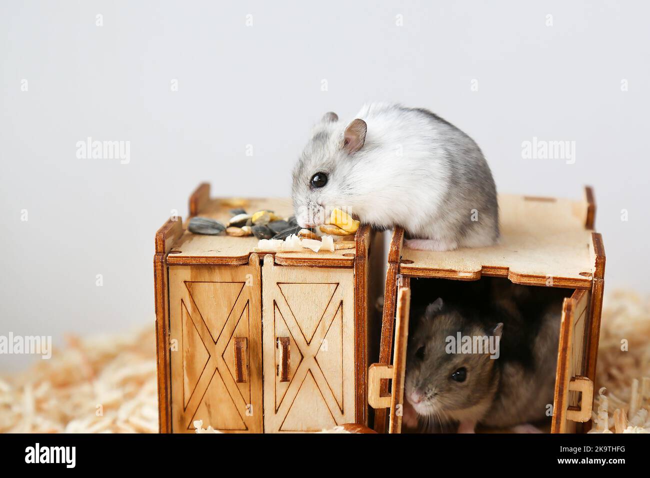 Ein weißer Hamster sitzt auf einem Holzhaus. Ein kleiner Hamster nagt an der Nahrung. Das Nagetier sitzt im Haus. Das Leben von Haustieren. Stockfoto