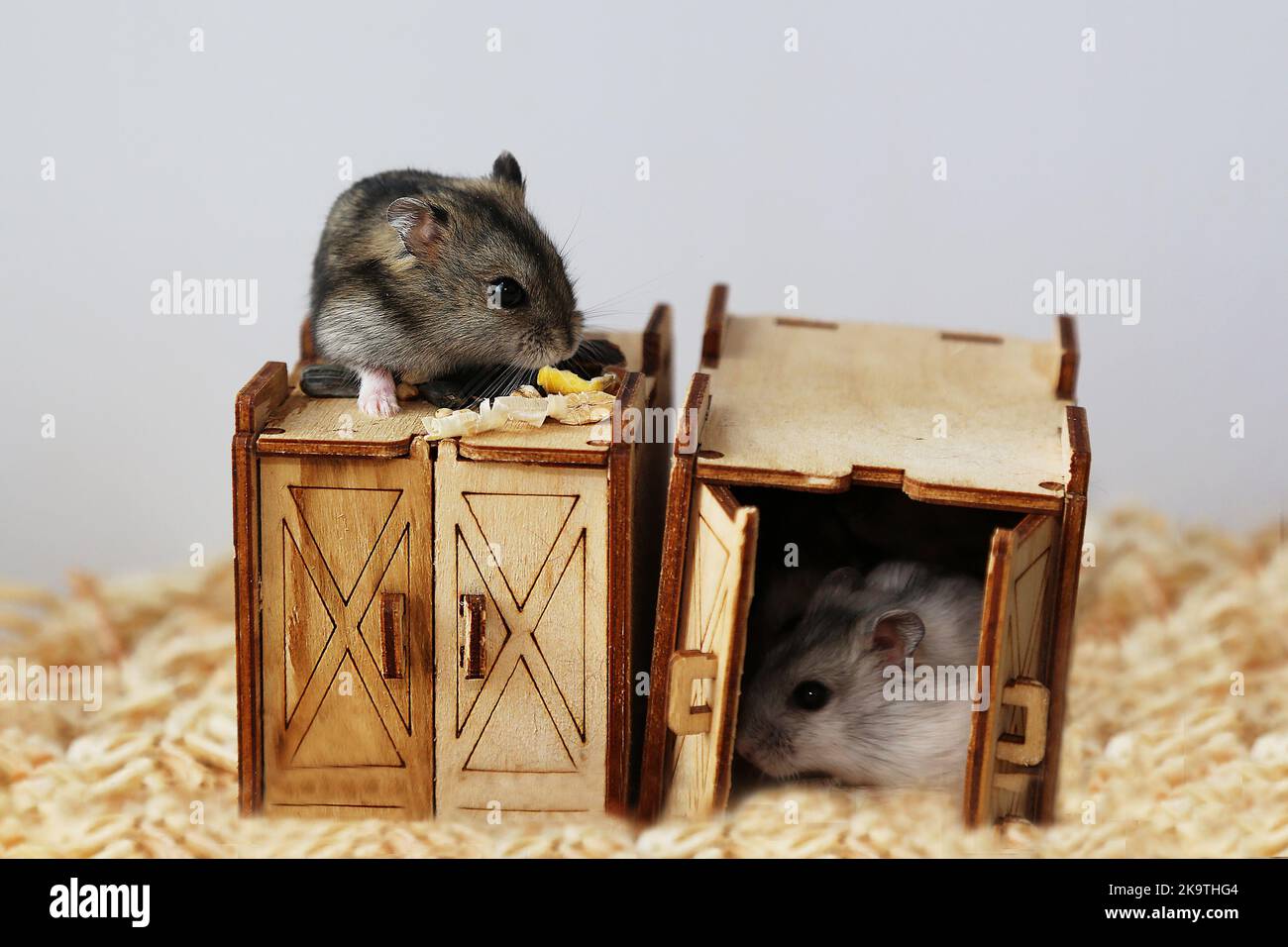 Eine graue Maus sitzt auf dem Dach eines Holzhauses. Ein weißer Hamster sitzt in einem Haus. Die Maus nagt am Futter. Eine Familie von Nagetieren. Das Leben von Haustieren. Stockfoto