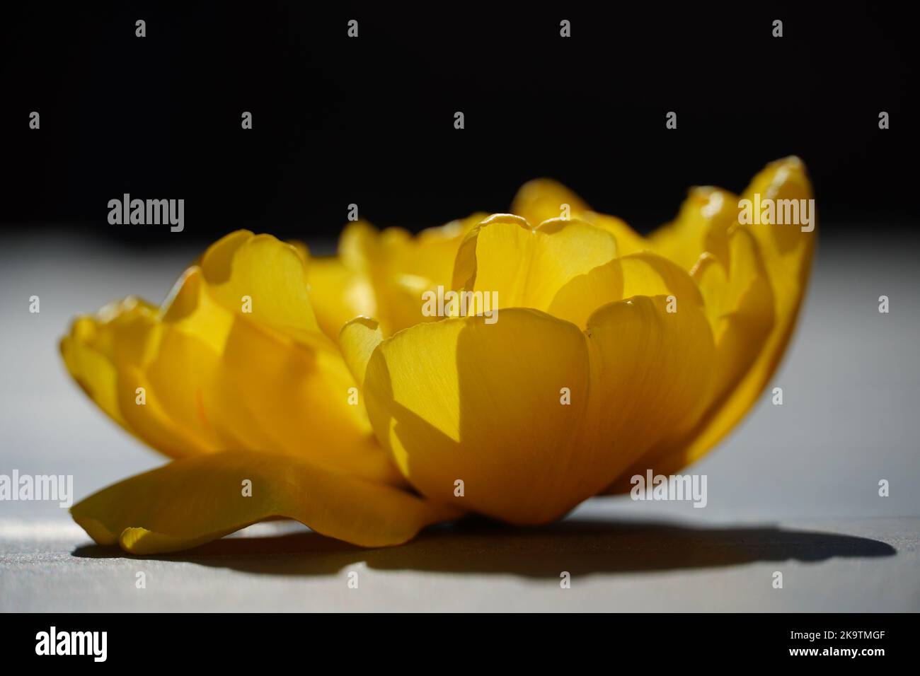 Eine gelbe Pfingstrose Tulpe in voller Blüte Stockfoto