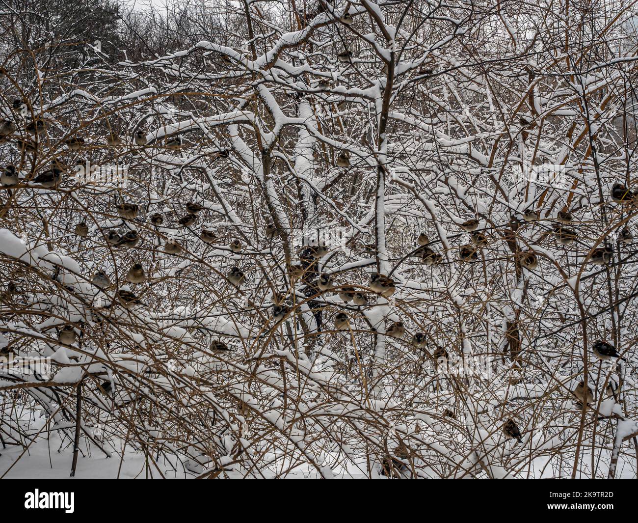 Haussperling, Passer domesticus ist ein Vogel der Sperlinge Familie Passeridae, Stockfoto