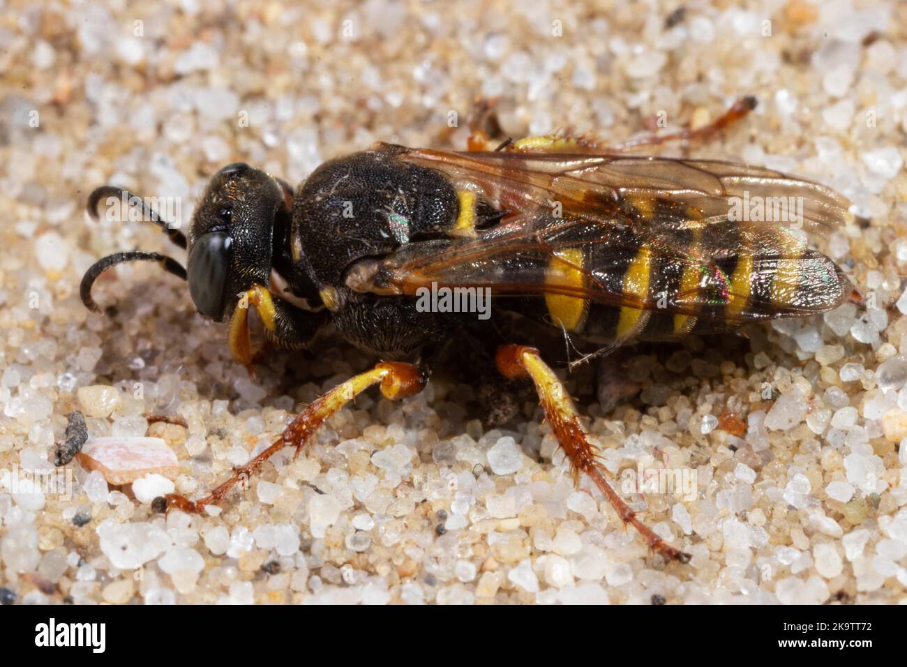 Große Fliegenspinne Wespe sitzt auf sandigen Boden auf der linken Seite gesehen Stockfoto