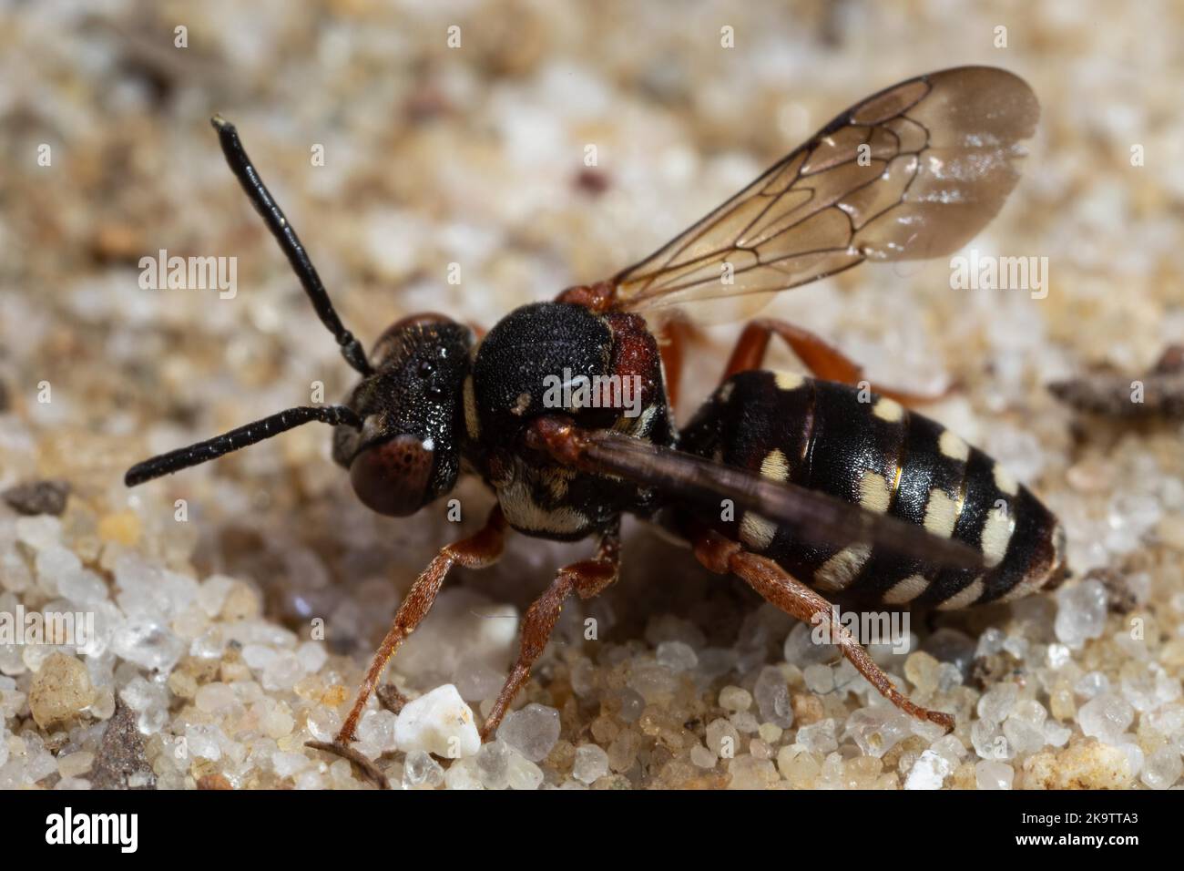 Heath Filzbiene mit offenen Flügeln auf sandigen Boden sitzend und nach links schauend Stockfoto